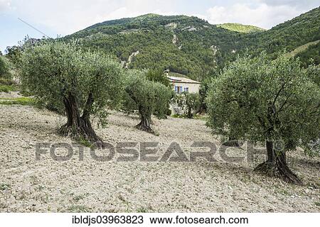 Stock Image - "Ancient Olive Trees (Olea europaea), Buis-les-Baronnies, Drome, Rhone-Alpes, Provence, France, Europe". Fotosearch
