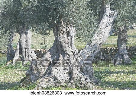 "Ancient Olive Trees (Olea europaea), near Deia, Serra de Tramuntana, Majorca, Balearic Islands, Spain, Europe" View Large Photo Image Stock Image - "Ancient Olive Trees (Olea europaea), near Deia, Serra de Tramuntana, Majorca, Balearic Islands, Spain, Europe". Fotosearch