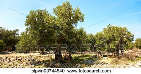 "Ancient Olive trees (Olea europaea), Lunjski Maslinici, Lun, Pag island, Croatia, Europe" View Large Photo Image Stock Image - "Ancient Olive trees (Olea europaea), Lunjski Maslinici, Lun, Pag island, Croatia, Europe". Fotosearch
