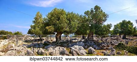 "Ancient Olive trees (Olea europaea), Lunjski Maslinici, Lun, Pag island, Croatia, Europe" View Large Photo Image Stock Image - "Ancient Olive trees (Olea europaea), Lunjski Maslinici, Lun, Pag island, Croatia, Europe". Fotosearch