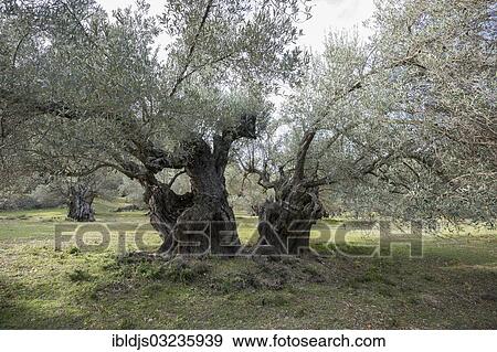 "Ancient Olive Trees (Olea europaea), Banyalbufar, Majorca, Balearic Islands, Spain, Europe" View Large Photo Image Stock Photo - "Ancient Olive Trees (Olea europaea), Banyalbufar, Majorca, Balearic Islands, Spain, Europe". Fotosearch