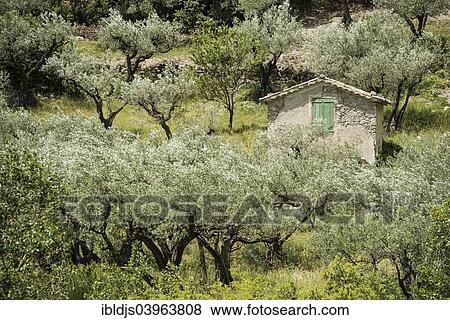"Ancient Olive Trees (Olea europaea), Buis-les-Baronnies, Drome, Rhone-Alpes, Provence, France, Europe" View Large Photo Image Stock Photo - "Ancient Olive Trees (Olea europaea), Buis-les-Baronnies, Drome, Rhone-Alpes, Provence, France, Europe". Fotosearch