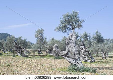 Stock Photo - "Ancient Olive Trees (Olea europaea), near Deia, Serra de Tramuntana, Majorca, Balearic Islands, Spain, Europe". Fotosearch