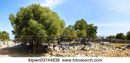 "Ancient Olive trees (Olea europaea), Lunjski Maslinici, Lun, Pag island, Croatia, Europe" View Large Photo Image Stock Photo - "Ancient Olive trees (Olea europaea), Lunjski Maslinici, Lun, Pag island, Croatia, Europe". Fotosearch