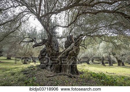 "Ancient olive trees (Olea europaea), Banyalbufar, Majorca, Balearic Islands, Spain, Europe" View Large Photo Image Stock Photograph - "Ancient olive trees (Olea europaea), Banyalbufar, Majorca, Balearic Islands, Spain, Europe". Fotosearch