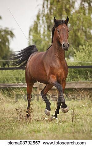Stock Photo - "Andalusian, gelding, Bay, trotting on meadow". Fotosearch
