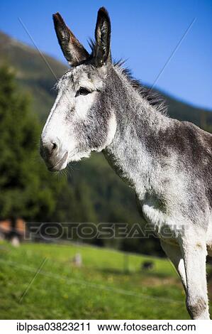 "Andalusian giant donkey crossbreed, North Tyrol, Austria, Europe" View Large Photo Image Stock Image - "Andalusian giant donkey crossbreed, North Tyrol, Austria, Europe". Fotosearch