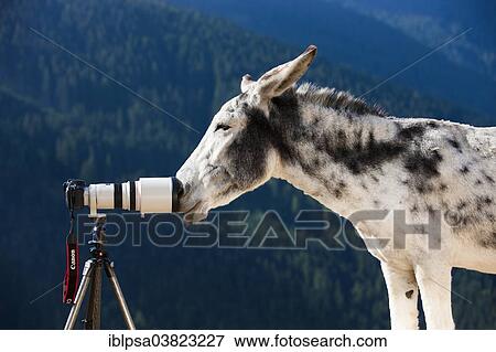 Stock Photo - "Andalusian giant donkey crossbreed sniffing a camera with a telephoto lens, North Tyrol, Austria, Europe". Fotosearch