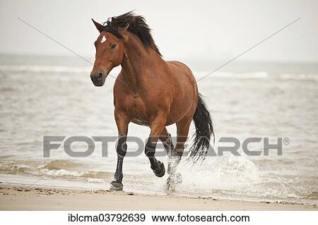 "Andalusian half-breed gelding, brown with a facial marking, running at a trot while roaming free on the beach of Borkum, Lower Saxony, Germany, Europe" View Large Photo Image Stock Photo - "Andalusian half-breed gelding, brown with a facial marking, running at a trot while roaming free on the beach of Borkum, Lower Saxony, Germany, Europe". Fotosearch