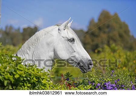 "Andalusian horse, looking over a hedge with flowers, Cartama, Spain, Europe" View Large Photo Image Stock Image - "Andalusian horse, looking over a hedge with flowers, Cartama, Spain, Europe". Fotosearch