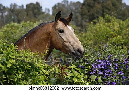 "Andalusian horse, looking over a hedge with flowers, Cartama, Spain, Europe" View Large Photo Image Stock Image - "Andalusian horse, looking over a hedge with flowers, Cartama, Spain, Europe". Fotosearch