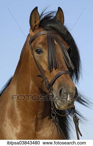 "Andalusian Horse, Pure Spanish Horse or PRE horse, Pura Raza Espanola, bay stallion with a Vaquero bridle, Andalusia, Spain, Europe" View Large Photo Image Stock Image - "Andalusian Horse, Pure Spanish Horse or PRE horse, Pura Raza Espanola, bay stallion with a Vaquero bridle, Andalusia, Spain, Europe". Fotosearch