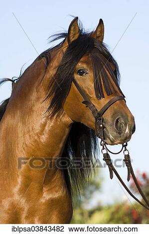 "Andalusian Horse, Pure Spanish Horse or PRE horse, Pura Raza Espanola, bay stallion with a Vaquero bridle, Andalusia, Spain, Europe" View Large Photo Image Stock Image - "Andalusian Horse, Pure Spanish Horse or PRE horse, Pura Raza Espanola, bay stallion with a Vaquero bridle, Andalusia, Spain, Europe". Fotosearch