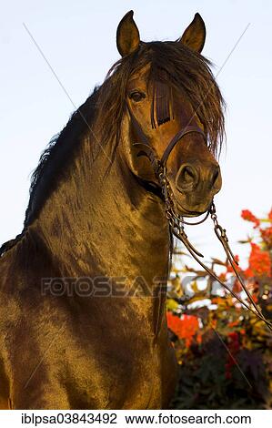 Stock Image - "Andalusian Horse, Pure Spanish Horse or PRE horse, Pura Raza Espanola, bay stallion with a Vaquero bridle, Andalusia, Spain, Europe". Fotosearch
