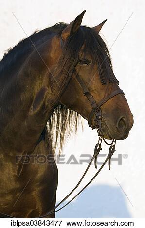 "Andalusian Horse, Pure Spanish Horse or PRE horse, Pura Raza Espanola, bay stallion with a Vaquero bridle, Andalusia, Spain, Europe" View Large Photo Image Stock Photo - "Andalusian Horse, Pure Spanish Horse or PRE horse, Pura Raza Espanola, bay stallion with a Vaquero bridle, Andalusia, Spain, Europe". Fotosearch