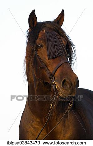 "Andalusian Horse, Pure Spanish Horse or PRE horse, Pura Raza Espanola, bay stallion with a Vaquero bridle, Andalusia, Spain, Europe" View Large Photo Image Stock Photo - "Andalusian Horse, Pure Spanish Horse or PRE horse, Pura Raza Espanola, bay stallion with a Vaquero bridle, Andalusia, Spain, Europe". Fotosearch