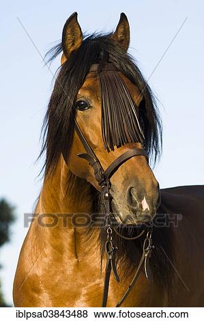 "Andalusian Horse, Pure Spanish Horse or PRE horse, Pura Raza Espanola, bay stallion with a Vaquero bridle, Andalusia, Spain, Europe" View Large Photo Image Stock Photo - "Andalusian Horse, Pure Spanish Horse or PRE horse, Pura Raza Espanola, bay stallion with a Vaquero bridle, Andalusia, Spain, Europe". Fotosearch
