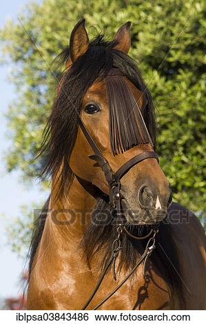 Stock Photograph - "Andalusian Horse, Pure Spanish Horse or PRE horse, Pura Raza Espanola, bay stallion with a Vaquero bridle, Andalusia, Spain, Europe". Fotosearch