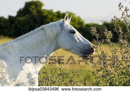 "Andalusian Horse, Pure Spanish Horse or PRE horse, Pura Raza Espanola, mare, white horse, feeding on thistles, Andalusia, Spain, Europe" View Large Photo Image Stock Photograph - "Andalusian Horse, Pure Spanish Horse or PRE horse, Pura Raza Espanola, mare, white horse, feeding on thistles, Andalusia, Spain, Europe". Fotosearch