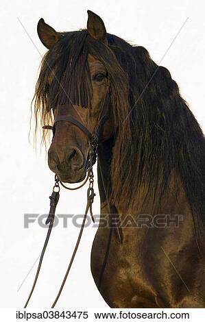 "Andalusian Horse, Pure Spanish Horse or PRE horse, Pura Raza Espanola, bay stallion with a Vaquero bridle, Andalusia, Spain, Europe" View Large Photo Image Stock Photography - "Andalusian Horse, Pure Spanish Horse or PRE horse, Pura Raza Espanola, bay stallion with a Vaquero bridle, Andalusia, Spain, Europe". Fotosearch