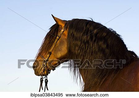 "Andalusian Horse, Pure Spanish Horse or PRE horse, Pura Raza Espanola, bay stallion with a Vaquero bridle, Andalusia, Spain, Europe" View Large Photo Image Stock Photography - "Andalusian Horse, Pure Spanish Horse or PRE horse, Pura Raza Espanola, bay stallion with a Vaquero bridle, Andalusia, Spain, Europe". Fotosearch