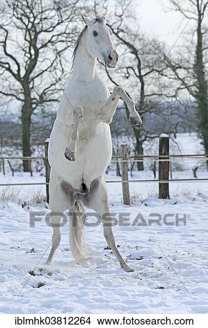 Andalusian in the snow View Large Photo Image Picture - Andalusian in the snow. Fotosearch