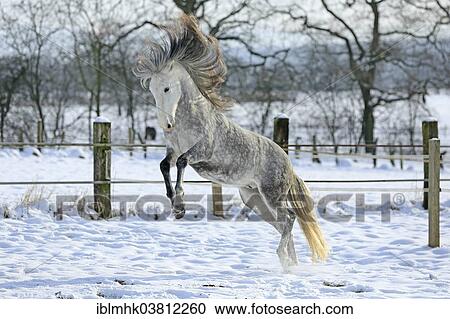 Stock Image - Andalusian in the snow. Fotosearch