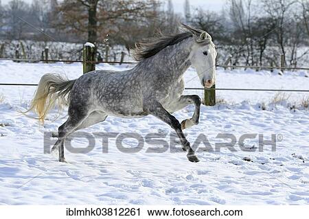 Andalusian in the snow View Large Photo Image Stock Image - Andalusian in the snow. Fotosearch