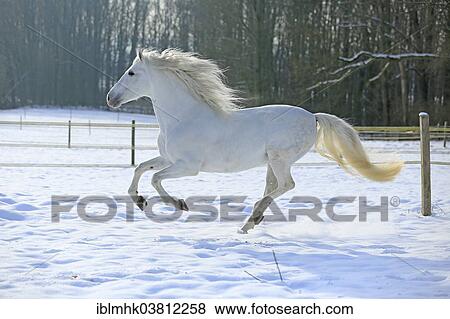 Andalusian in the snow View Large Photo Image Stock Photo - Andalusian in the snow. Fotosearch