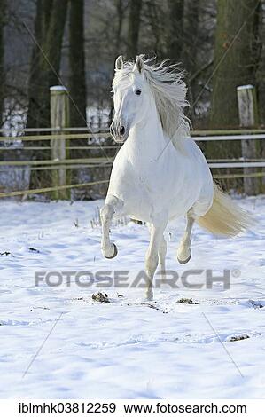 Andalusian in the snow View Large Photo Image Stock Photo - Andalusian in the snow. Fotosearch