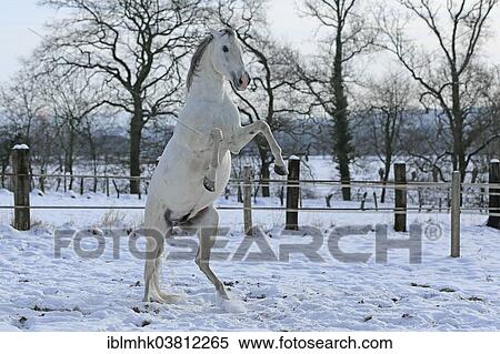 Stock Photography - Andalusian in the snow. Fotosearch