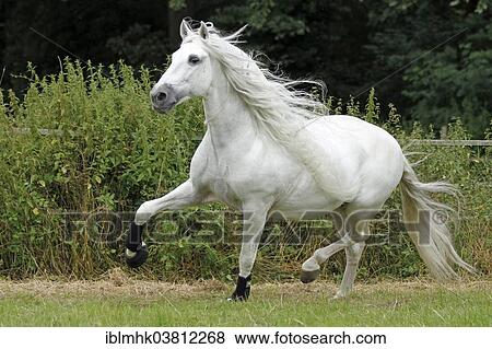 Andalusian Senorio XXXV View Large Photo Image Stock Photo - Andalusian Senorio XXXV. Fotosearch