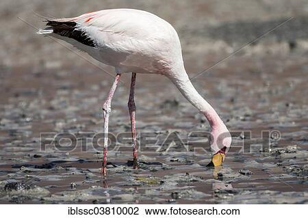 "Andean Flamingo (Phoenicoparrus andinus), Potosi Department, Bolivia, South America" View Large Photo Image Stock Image - "Andean Flamingo (Phoenicoparrus andinus), Potosi Department, Bolivia, South America". Fotosearch