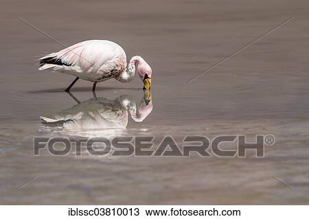 "Andean Flamingo (Phoenicoparrus andinus), Potosi Department, Bolivia, South America" View Large Photo Image Stock Image - "Andean Flamingo (Phoenicoparrus andinus), Potosi Department, Bolivia, South America". Fotosearch