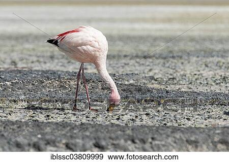 "Andean Flamingo (Phoenicoparrus andinus), Potosi Department, Bolivia, South America" View Large Photo Image Stock Photo - "Andean Flamingo (Phoenicoparrus andinus), Potosi Department, Bolivia, South America". Fotosearch