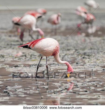 "Andean flamingos (Phoenicoparrus andinus), Potosi Department, Bolivia, South America" View Large Photo Image Stock Photograph - "Andean flamingos (Phoenicoparrus andinus), Potosi Department, Bolivia, South America". Fotosearch