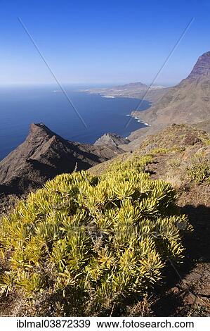 "Anden Verde, west coast with Puerto de las Nieves and Mt Faneque, Gran Canaria, Canary Islands, Spain, Europe" View Large Photo Image Stock Photo - "Anden Verde, west coast with Puerto de las Nieves and Mt Faneque, Gran Canaria, Canary Islands, Spain, Europe". Fotosearch