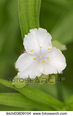 "Anderson's Spiderwort (Tradescantia andersoniana hybrid), Osprey variety, blossom, Germany, Europe" View Large Photo Image Picture - "Anderson's Spiderwort (Tradescantia andersoniana hybrid), Osprey variety, blossom, Germany, Europe". Fotosearch