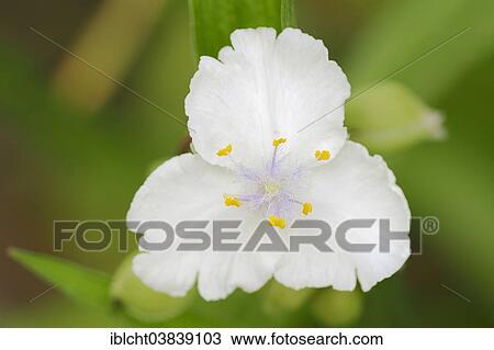 "Anderson's Spiderwort (Tradescantia andersoniana hybrid), Osprey variety, blossom, Germany, Europe" View Large Photo Image Stock Image - "Anderson's Spiderwort (Tradescantia andersoniana hybrid), Osprey variety, blossom, Germany, Europe". Fotosearch
