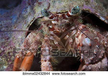 "Anemone Hermit Crab (Dardanus pedunculatus), Philippines, Asia" View Large Photo Image Picture - "Anemone Hermit Crab (Dardanus pedunculatus), Philippines, Asia". Fotosearch
