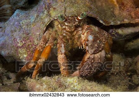 "Anemone Hermit Crab (Dardanus pedunculatus), Philippines, Asia" View Large Photo Image Stock Image - "Anemone Hermit Crab (Dardanus pedunculatus), Philippines, Asia". Fotosearch