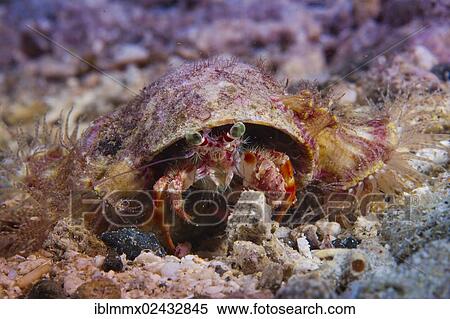 "Anemone Hermit Crab (Dardanus pedunculatus), with a parasitic anemone, Philippines, Asia" View Large Photo Image Stock Photography - "Anemone Hermit Crab (Dardanus pedunculatus), with a parasitic anemone, Philippines, Asia". Fotosearch