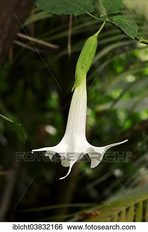 "Angel's Trumpet (Brugmansia arborea, Datura arborea), flower, native to South America" View Large Photo Image Stock Photograph - "Angel's Trumpet (Brugmansia arborea, Datura arborea), flower, native to South America". Fotosearch