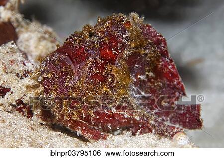 "Anglerfish or Frogfish species (Antennarius sp. ), UNESCO World Heritage Site, Great Barrier Reef, Australia, Pacific Ocean, Oceania" View Large Photo Image Stock Photograph - "Anglerfish or Frogfish species (Antennarius sp. ), UNESCO World Heritage Site, Great Barrier Reef, Australia, Pacific Ocean, Oceania". Fotosearch