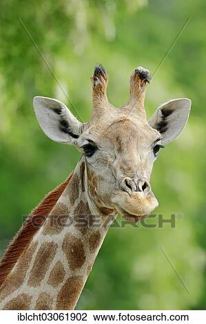 "Angolan Giraffe (Giraffa camelopardalis angolensis), portrait, native to Zambia, Namibia, Botswana and Zimbabwe, captive, France, Africa" View Large Photo Image Stock Image - "Angolan Giraffe (Giraffa camelopardalis angolensis), portrait, native to Zambia, Namibia, Botswana and Zimbabwe, captive, France, Africa". Fotosearch