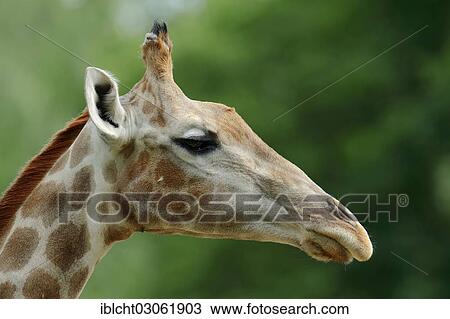"Angolan Giraffe (Giraffa camelopardalis angolensis), portrait, native to Zambia, Namibia, Botswana and Zimbabwe, captive, France, Africa" View Large Photo Image Stock Image - "Angolan Giraffe (Giraffa camelopardalis angolensis), portrait, native to Zambia, Namibia, Botswana and Zimbabwe, captive, France, Africa". Fotosearch