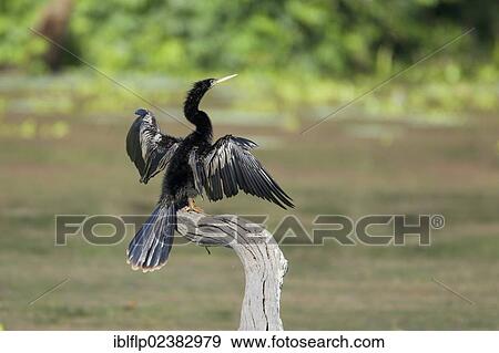 "Anhinga (Anhinga anhinga), adult male, drying wings, standing on snag, Brazos Bend State Park, Texas, United States, North America" View Large Photo Image Stock Photo - "Anhinga (Anhinga anhinga), adult male, drying wings, standing on snag, Brazos Bend State Park, Texas, United States, North America". Fotosearch