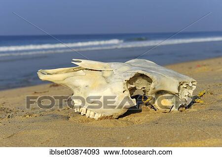 "Animal skull on the beach in Varkala, Kerala, South India, India, Asia" View Large Photo Image Stock Image - "Animal skull on the beach in Varkala, Kerala, South India, India, Asia". Fotosearch