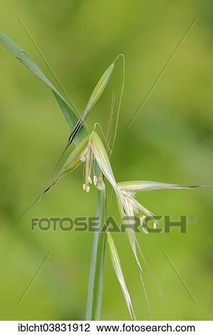 "Animated Oat or Sterile Oat (Avena sterilis), flowers, Provence, Southern France, France, Europe" View Large Photo Image Stock Image - "Animated Oat or Sterile Oat (Avena sterilis), flowers, Provence, Southern France, France, Europe". Fotosearch