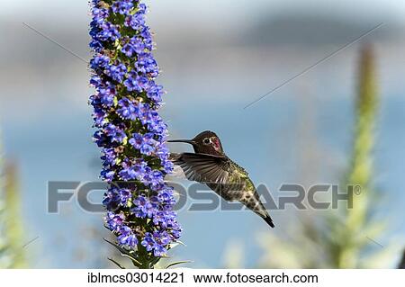 Stock Image - "Anna's Hummingbird (Calypte anna) hovering at flower, Fort Point National Historic Site, San Francisco, California, United States, North America". Fotosearch